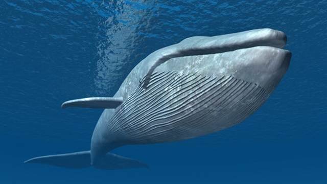 نهنگ های سیری ناپذیر بازار چه مقدار از بیت کوین ها را بلعیده اند؟