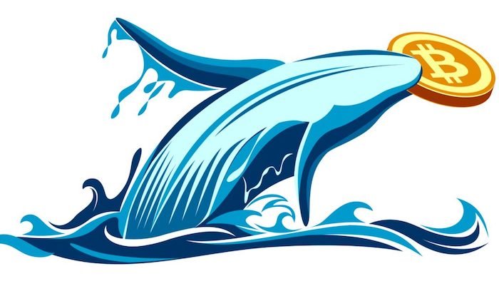 نهنگ‌های بیت کوین - کوین ایران